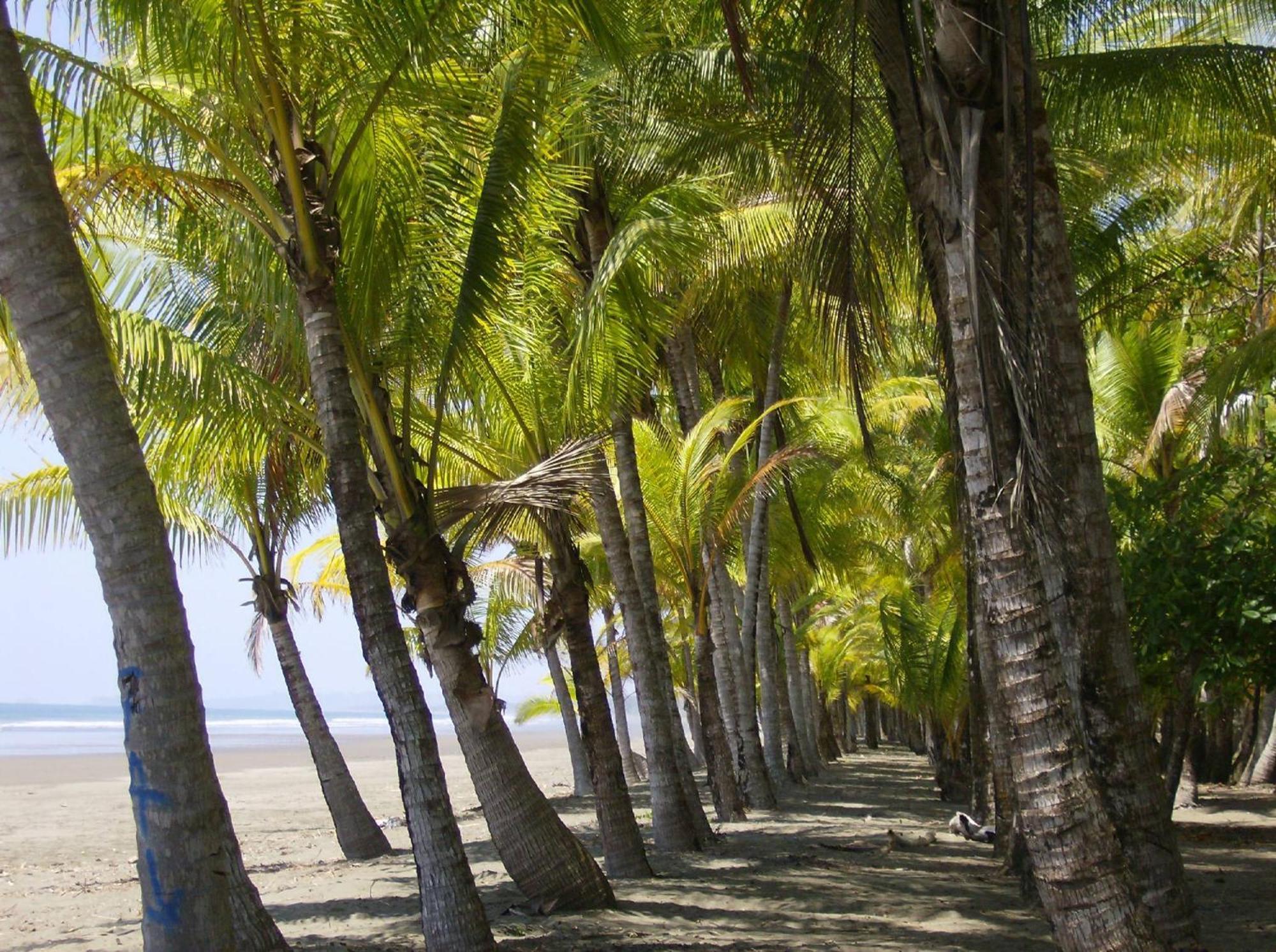 La Palapa Ecolodge Portalón エクステリア 写真