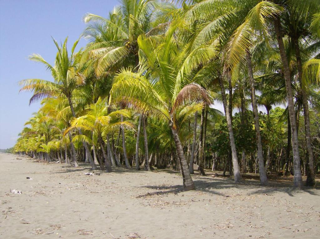 La Palapa Ecolodge Portalón エクステリア 写真